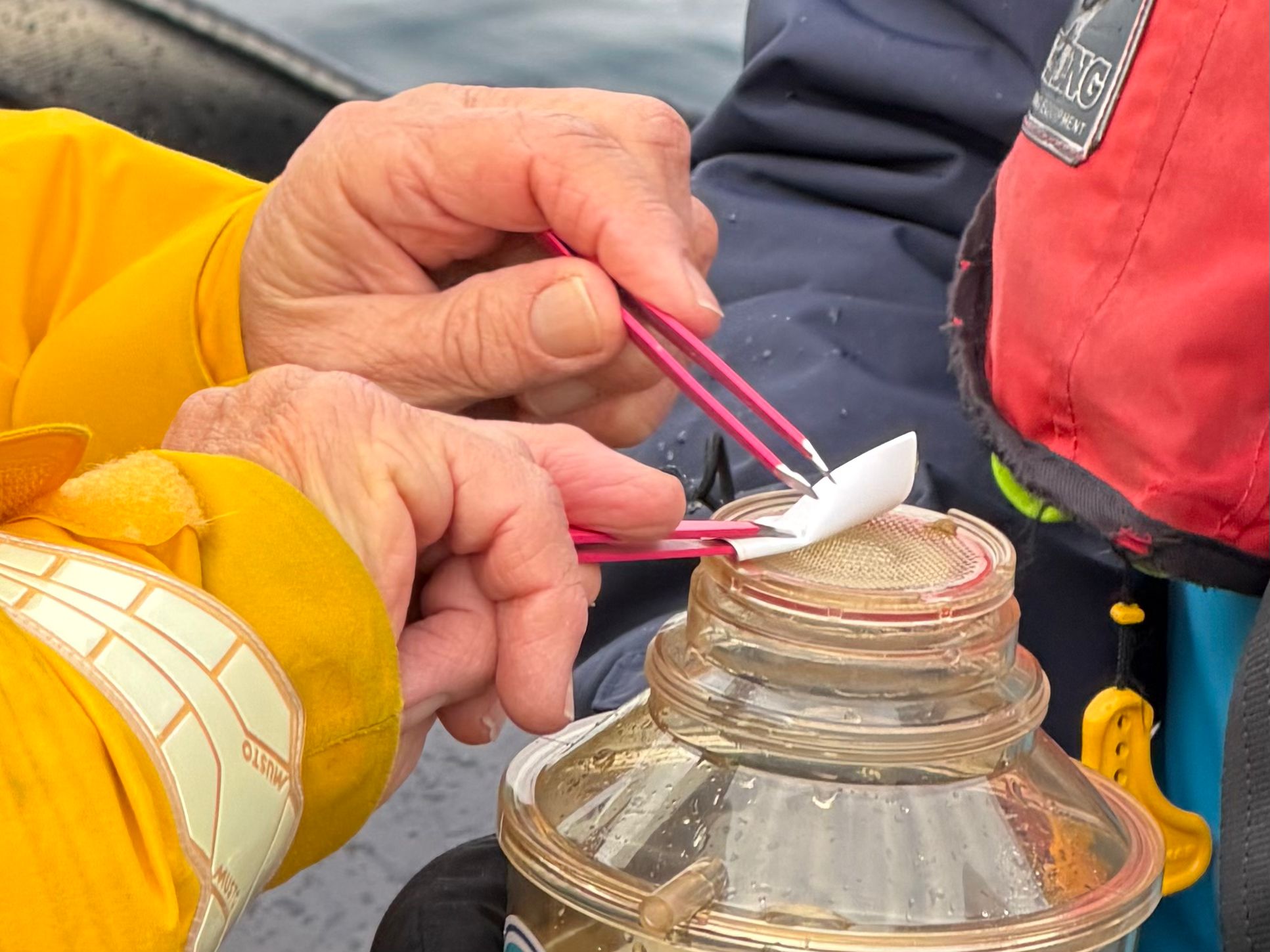 Close-up of hands using pink tweezers to transfer a plankton sample onto a mesh filter over a sample jar