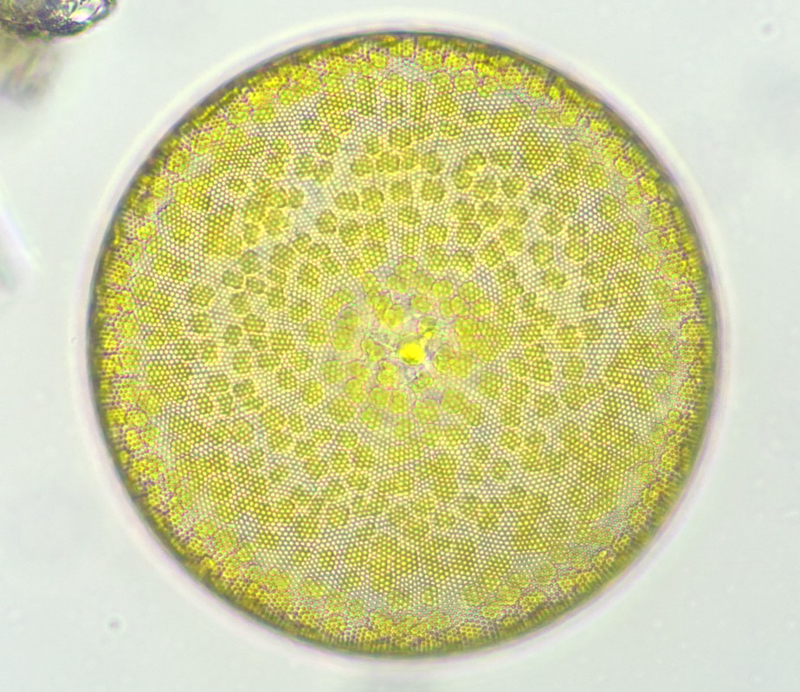 Brightfield micrograph of a circular centric diatom with intricate radial pore patterning