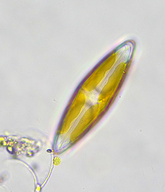 Brightfield micrograph of a golden boat-shaped diatom attached to a filament